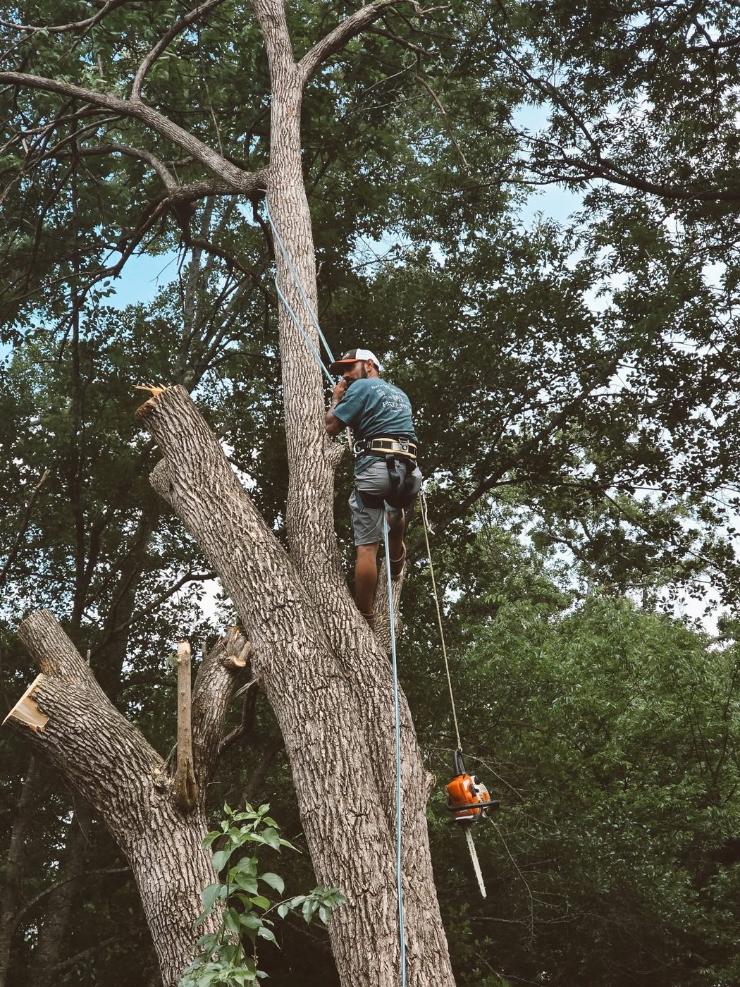 A TNN Trees climber roped in high on a tall trunk with a chainsaw